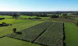 De drie hectare olifantsgras bij de Twentse kalverhouderij van Jan en Ria Ensink.