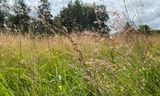 Natuurreservaat Doode Bemde nabij het Belgische Leuven in juli.