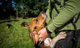 Labhond Georgie is nu een ‘gewone’ beagle, alleen een littekentje verraadt haar geschiedenis