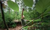 Bomen in een bos in Baarn. De meest voorkomende boomsoort is de grove den. Die beslaat 28 procent van het Nederlandse bosgebied.