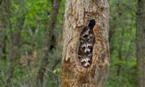 Wasberen in New Jersey, Verenigde Staten. 