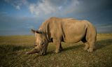 De noordelijke witte neushoorn: uitgestorven… of toch niet?