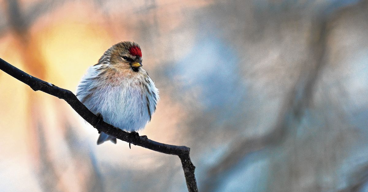 Een winterharde vinkachtige: de barmsijs