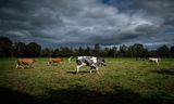 Koeien in het Friese dorp Zandhuizen. In Nederland schommelt het aantal runderen al jaren rond de 3,8 miljoen. 