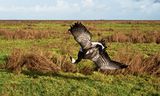 Zieke brandgans in Friesland.