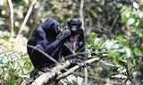 Een bonobomoeder verzorgt haar zoon in het Congolese reservaat waar de onderzoekers werkten.