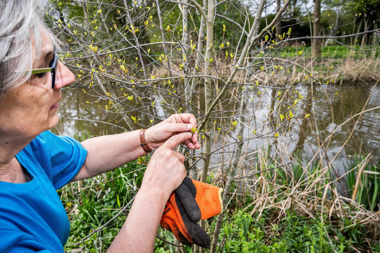 Met zo’n groenstrook hoeven insecten geen kilometers te vliegen voor hun ontbijt