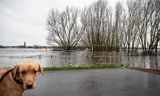 Door de hoge waterstand van de Waal is de uiterwaard bij Tuil ondergelopen. De verwachting is dat de komende dagen het waterpeil weer gaat zakken.