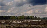 De schaapskudde van het Goois Natuurreservaat in 2021 op de Bussumerheide. 