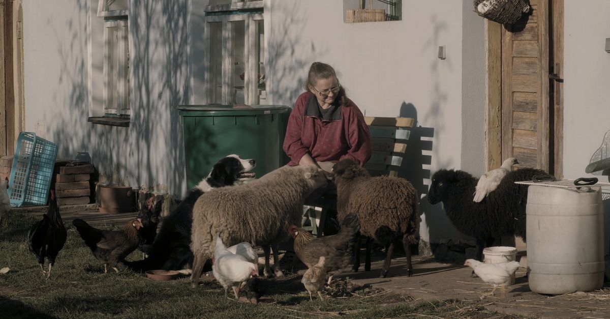 Koppig bokje lijkt zich liever aan de boerin te vergrijpen in contemplatieve boerendocu