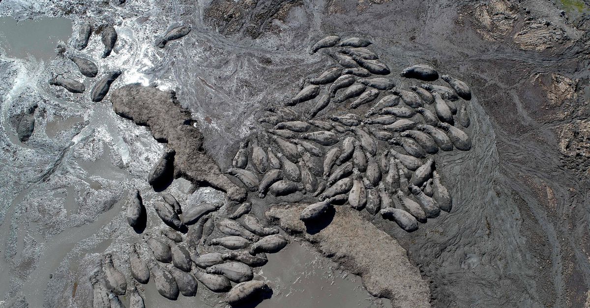 Nijlpaarden liggen in de opdrogende Botswaanse modder, ‘alsof ze in beton zitten’