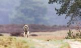 Een wolf in het Nationaal Park De Hoge Veluwe. Er zijn meldingen over zeker één wolf die niet meer wegrent voor mensen.