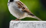 De huismus, de passer domesticus, staat als ‘gevoelig’ op de Rode Lijst van bedreigde soorten. 2024 is uitgeroepen tot ‘Het Jaar van de Huismus’  door de Vogelbescherming Nederland. Foto Rupendra Singh Rawat/ Getty Images 