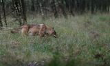 Provincie Gelderland mag voorlopig wolf op noorden Veluwe niet met paintballgeweer afschrikken