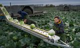 Arbeidsmigranten van AgroStar Uitzendorganisatie aan de slag in de landbouw. 