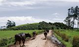 De Schotse voorouders van zuivelboer Stu Muir kwamen in de 19de eeuw naar Nieuw-Zeeland. Muir is de vijfde generatie die koeien houdt  in de heuvels van Aka Aka in de regio Waikato op het Noordereiland.