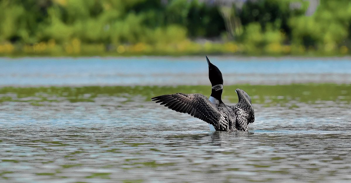 Poolzomergast in IJsland: de ijsduiker