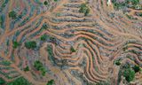 Plantage voor palmolie in Indonesië. 