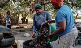 Gambiaanse vrouwen verzamelen de oesters die hebben geplukt van de wortels van de mangrovebomen, langs de oevers van de Gambia-rivier bij Banjul. Door klimaatverandering blijven de schelpen klein en loopt de oogst terug.