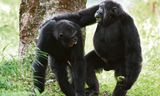 Een dominant mannetje uit de onderzochte chimpanseegroep in Oeganda omarmt een bevriend mannetje.