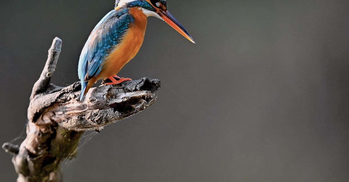 De ijsvogel, de kleine blauwe visser