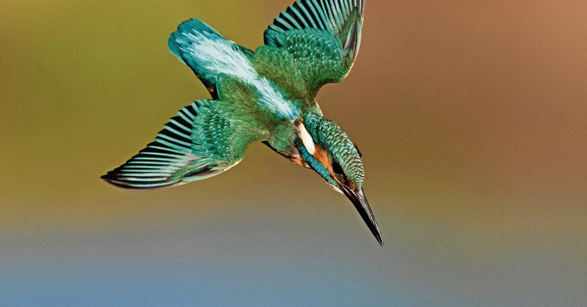 De ijsvogel is makkelijk te fotograferen, zegt deze natuurfotograaf