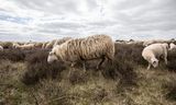 De schapen van herder Aart van den Brandhof.