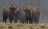 Een groepje Europese bizons staat in de mist in het Bialowiezabos. Uit onderzoek met halsbanden blijkt dat ze het vooral naar hun zin hebben waar gekapt wordt.  Foto NHPA/Andy Rouse    EUROPEAN BISON group in mist   Bison bonasus bonasus   Bialoweiza Forest, Poland   Photographer: ANDY ROUSE   NHPA