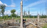 Jan ten Hoopen in een geruimd stuk van het Brabantse Leenderbos. „Het achterwerk van de lariksschorskever glanst; dat van de letterzetter is dof.”  