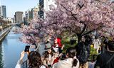 Vroege kersenbloesem was dit jaar te zien in het Sumida district in Tokio, 11 maart.