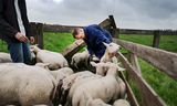 Schapen krijgen van dierenarts Tjesse van der Leij  een vaccinatie tegen het blauwtongvirus. 