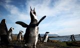 De Zuid-Afrikaanse hulporganisatie SANCCOB behandelt zieke pinguïns. 