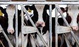 Koeien op een boerderij in Illinois. De melk van besmette koeien kan geler, dikker en romiger zijn dan normaal. 