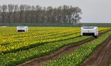 60 procent van het werk in de landbouw wordt nu nog gedaan door seizoensarbeiders, grotendeels arbeidsmigranten. Bij het Groningse Woldendorp wordt gebruikgemaakt van een tulpenselectierobot. 