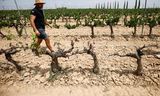 Wijngaard voor de productie van cava in Spanje, dat veel last heeft van droogte. Prijsstijging als gevolg van droogte is een voorbeeld van ‘klimaatflatie’.