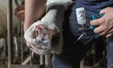 Een dierenarts dient het Bultavo 3-vaccin toe aan een koe op een boerderij in het Belgische dorp Scheldewindeke.  