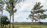 Het natuurgebied op de Sallandse Heuvelrug dat het ministerie van Defensie op het oog heeft als oefenterrein