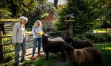 Mieke de Bruijn (links) en Agnes de Bruijn zijn schoonzussen en levenslange vriendinnen. Ze zijn boos op de overheid omdat zij moeten investeren in hoge hekken om hun schapen, maar ook wild (reeën, herten, hazen) te beschermen tegen de wolf. 