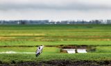 Hoe de stilte uit de Nederlandse natuur verdwijnt