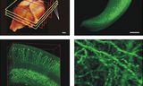 Het resultaat van de nieuwe techniek om organen met licht in beeld te brengen: het gehele muizenbrein met, steeds verder ingezoomd, details van de zenuwbanen in de hippocampus.   Foto’s Nature Methods