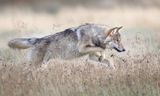 De wolf is vijf jaar terug in Nederland. Hoe vindt hij zelf dat het gaat?