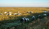 Het Verdronken Land van Saeftinghe, waar de buitendijks grazende koeien te veel PFAS binnenkrijgen.