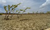 Mangroveboompjes op een droge vlakte op Bonaire.