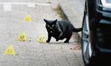 Een kat loopt op de plek waar Amsterdammer Lucas Boom gisteren werd geliquideerd,  de J. Kruijverstraat in Zaandam. Foto Olaf Kraak / ANP