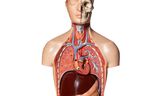 Medicijnen als Ozempic die de werking van het darmhormoon GLP-1 imiteren, hebben effect door het hele lichaam.