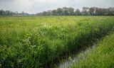 Als het voedselbos goed werkt, is het een ecosysteem dat zichzelf in stand houdt en ontwikkelt. Maar in de beginperiode zal er weinig tot niets te halen zijn.