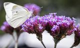 Van 2 tot en met 4 augustus is de tuinvlindertelling. Het klein koolwitje of knollenwitje (Pieris rapae) is een dagvlinder uit de familie van de witjes (Pieridae). 