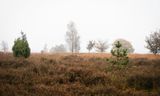 Natuurgebied de Regte Heide, een waterwingebied van Brabant Water dat kampt met verdroging.