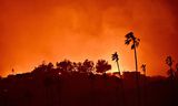 De bosbrand bij de Pacific Palisades, ten Noordwesten van het centrum van Los Angeles. Door de branden hebben al meer dan 180.000 inwoners van de stad een evacuatiebevel gekregen.Jeff Gritchen/ Getty Images