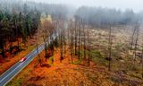 Bomen in een bos in de Taunus-regio nabij Frankfurt, dinsdag 1 november 2022.